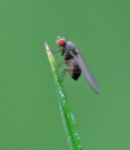 Scaptomyza pallida
